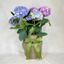 Blooming Hydrangea