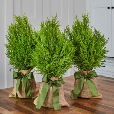 Lemon Cypress Tree
