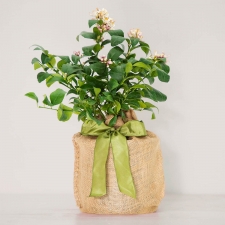 Birthday Meyer Lemon Tree