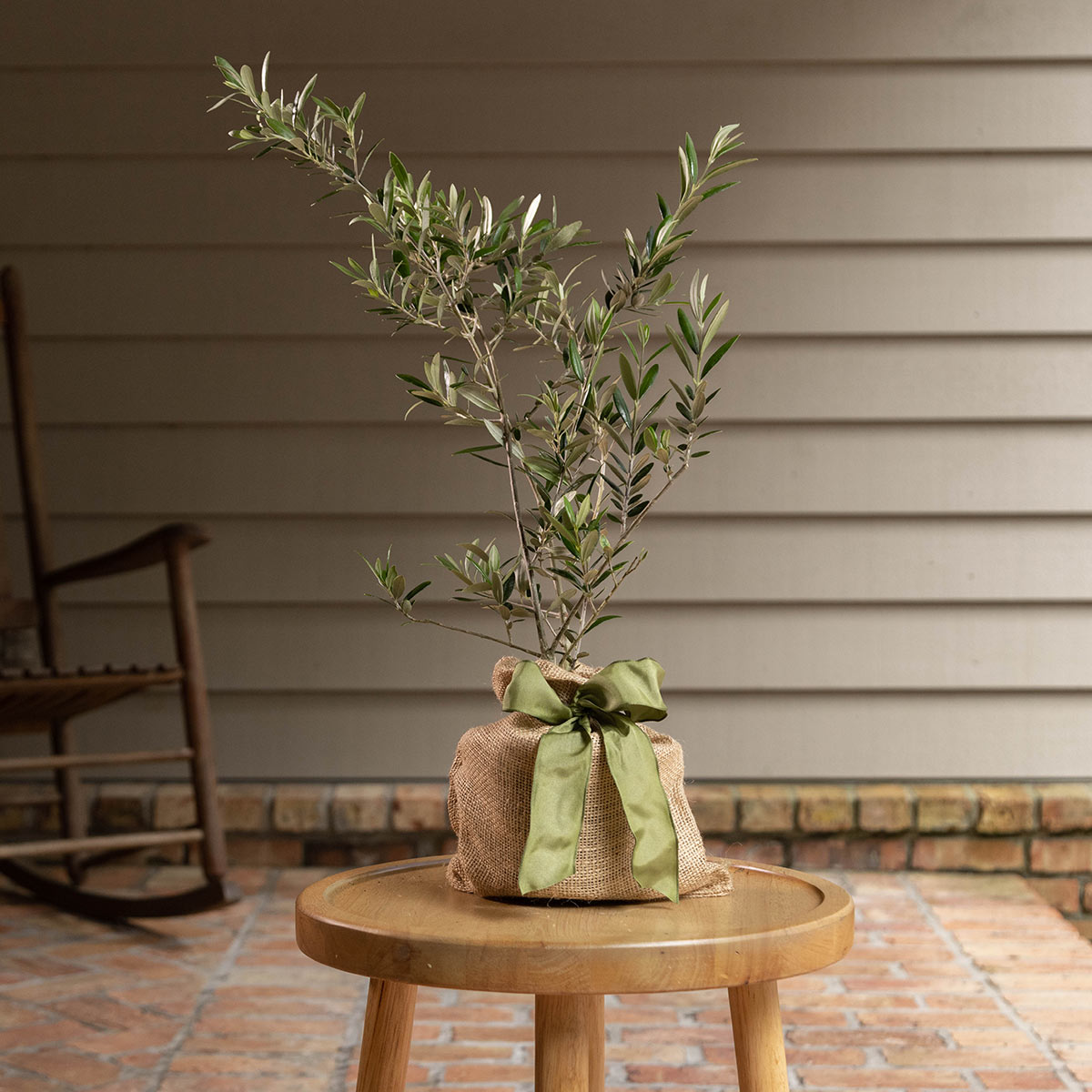 The Symbolism of the Olive Tree - The Flower Writer