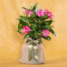 Pink Mandevilla