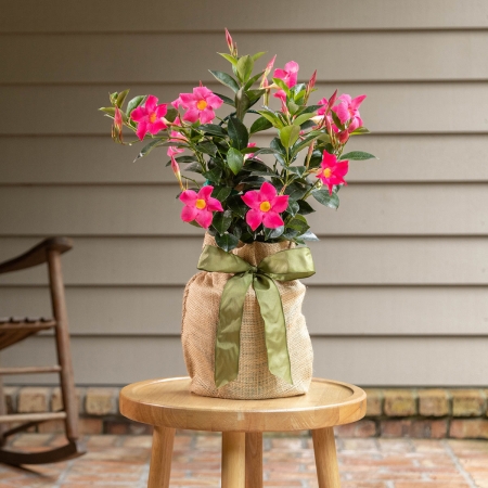 Pink Mandevilla