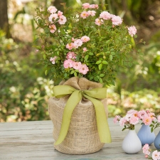 Baby Pink Floribunda Rose Gift Tree