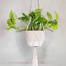 Birthday Golden Pothos Plant with Macramé Hanger
