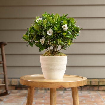 Potted Gardenia