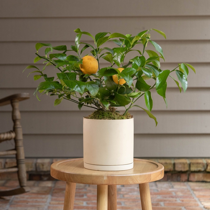 Potted Meyer Lemon Tree