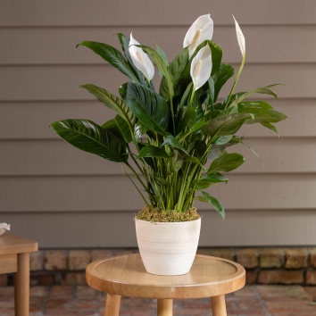 Perfect Calm Peace Lily Plant