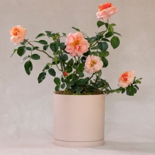 Blushing Beauty
