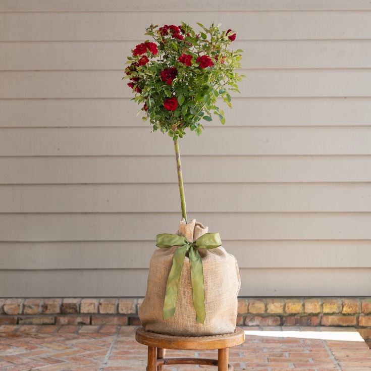 Dwarf Rose Topiary