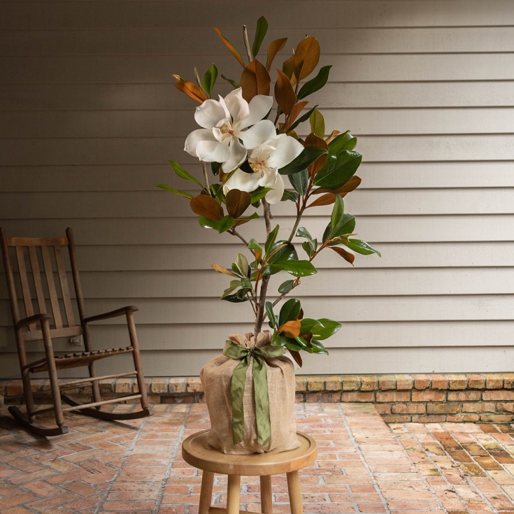 Southern Magnolia Tree