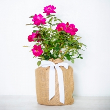 Mom's Sweet Spirit Rose