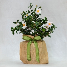 White Camellia Tree