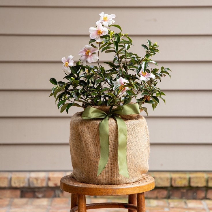 White Camellia Tree