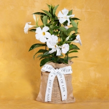 White Mandevilla