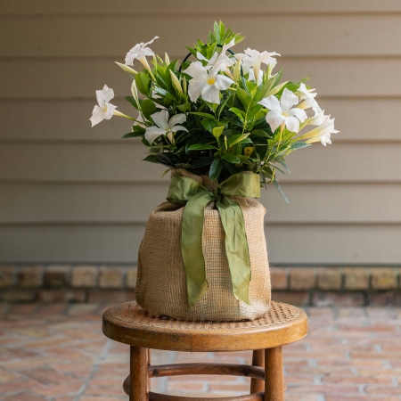 White Mandevilla