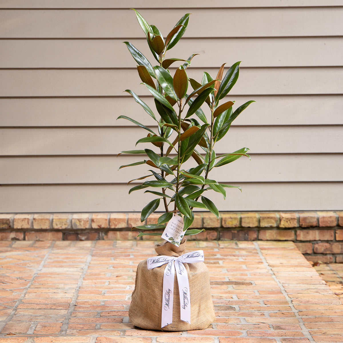 Olive Tree Sympathy Gift Tree By The Magnolia Company With A Personalized Stainless Steel Engraved Tag - A Beautiful And Unique Fruiting Olive Tree Sympathy Gift - No Ship To California