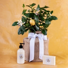 One of A Kind Lemon Tree