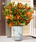Magnolia Vase Cut Branches