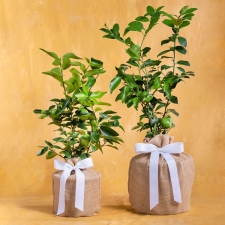 Birthday Delicious Lime Tree