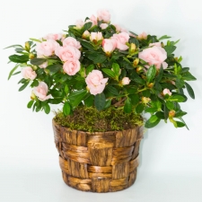Birthday Blushing Azalea Plant