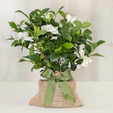 Memorial Gardenia Gift Tree