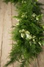 Plumosus Variegated Pittosporum Garland (Large)
